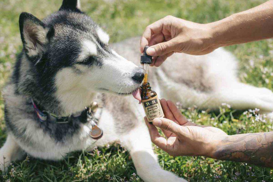 cane e olio di cocco