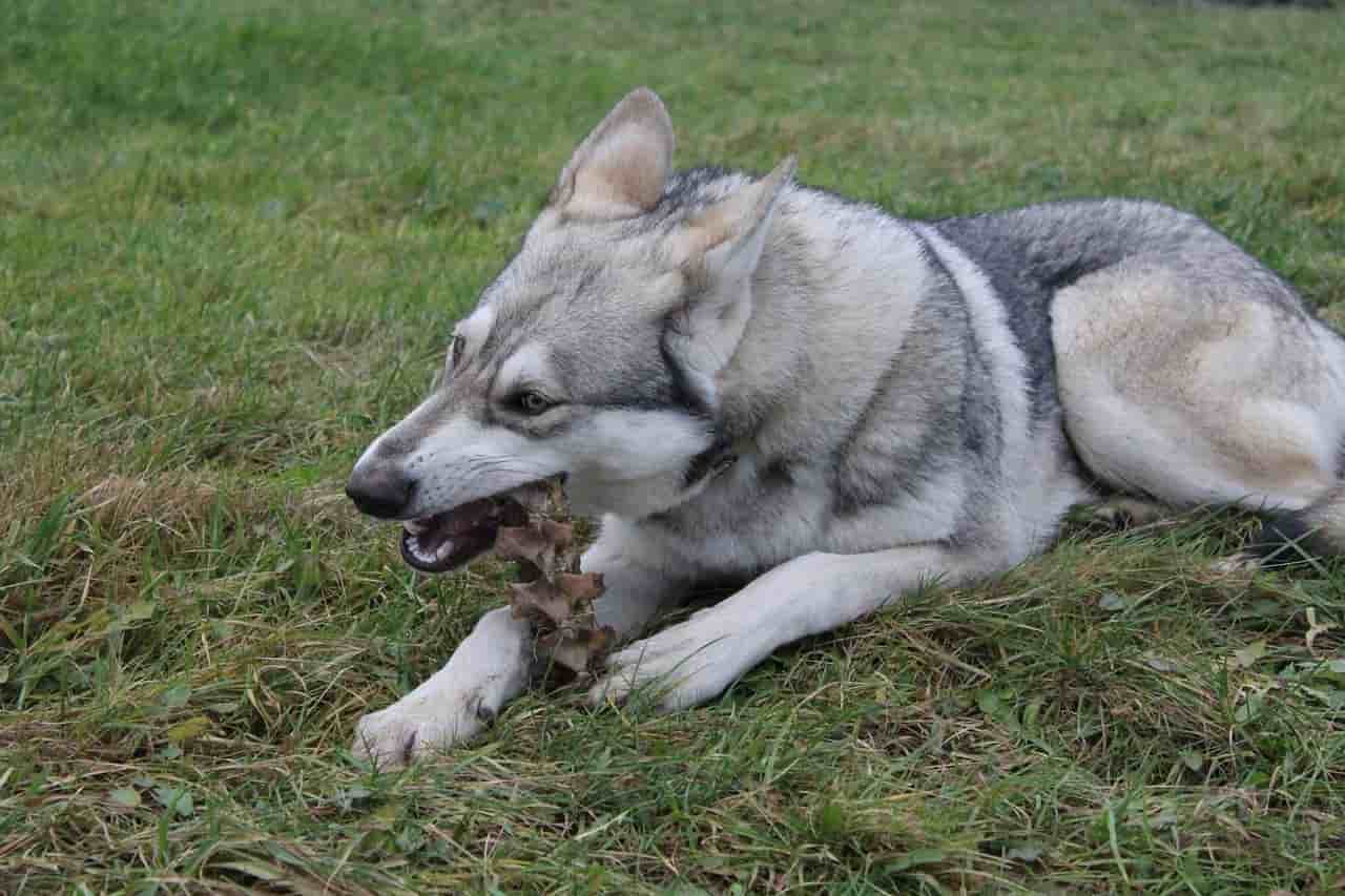 cane ingerisce corpo estraneo