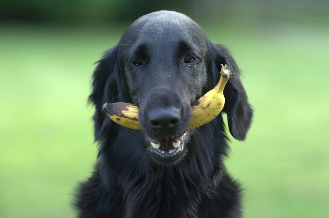 cane mangia banana