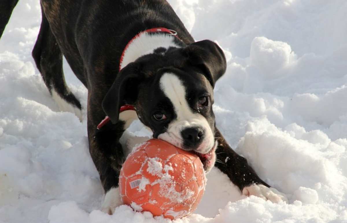 cane ha mangiato la neve