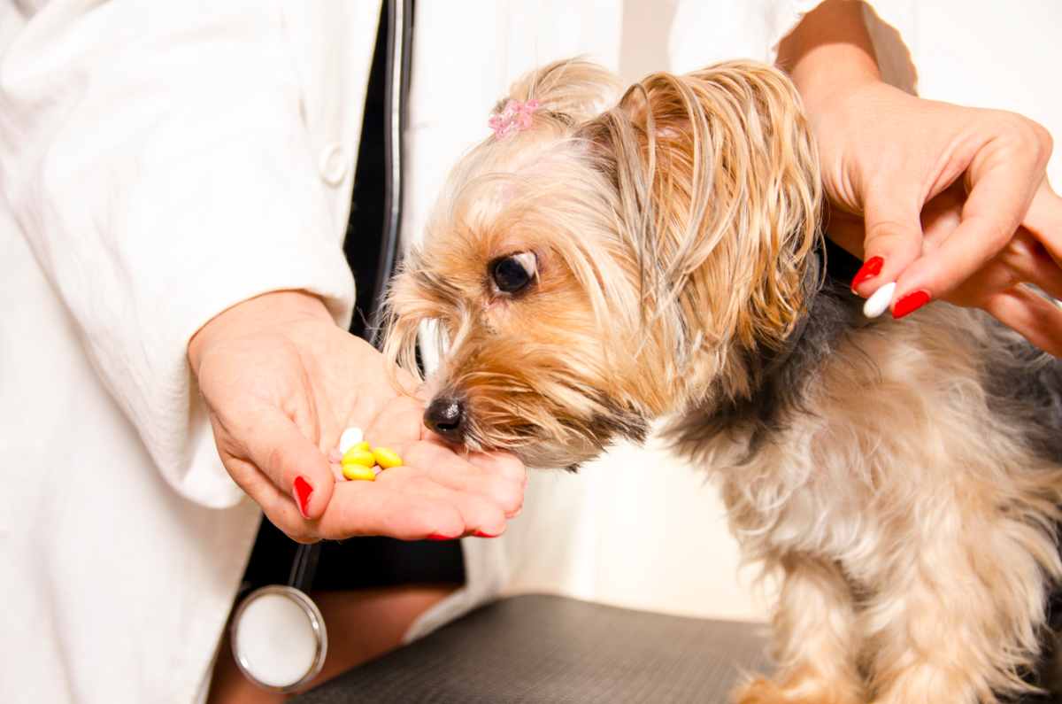 Si Può Dare L'omogeneizzato Al Cane