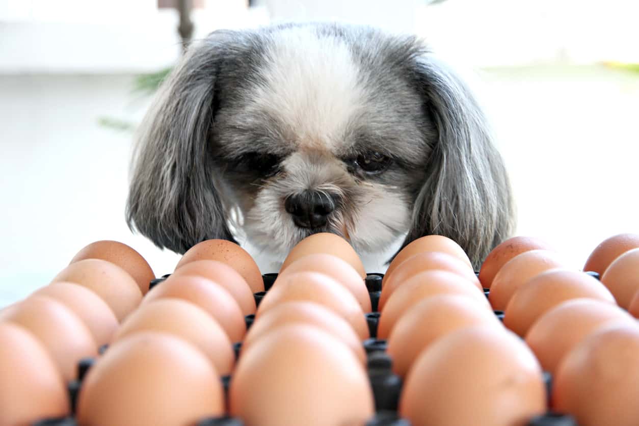 cane puo mangiare uova