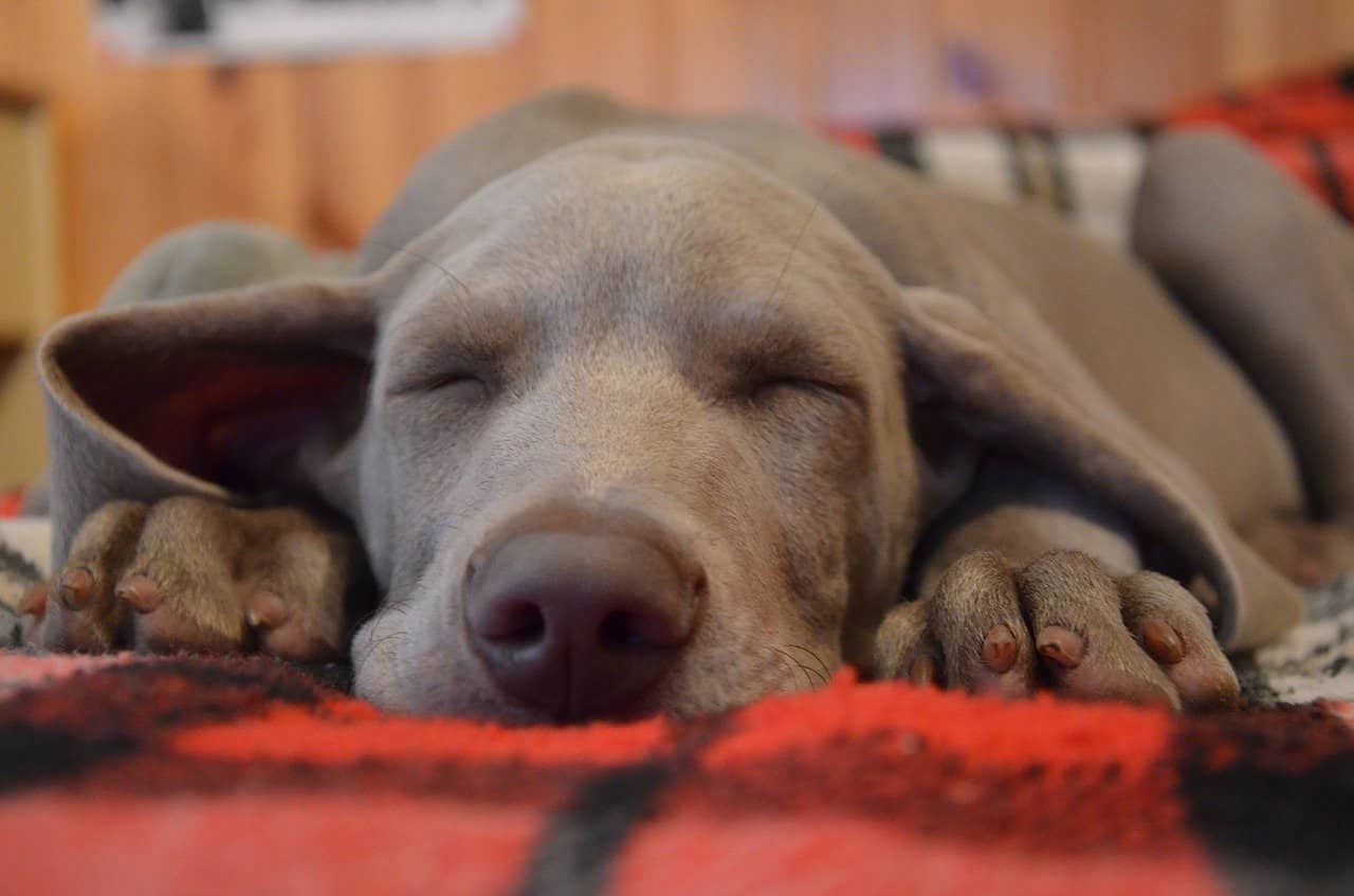 Cosa sogna cane quando dorme