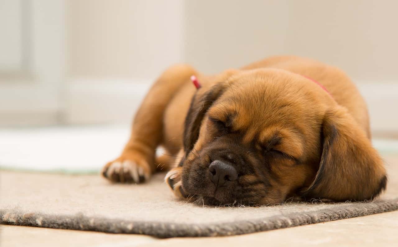 Nomi di cani femmine e maschi con la H