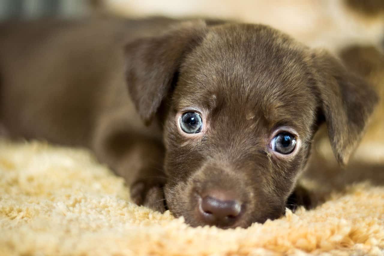 Nomi di cani femmine e maschi con la I