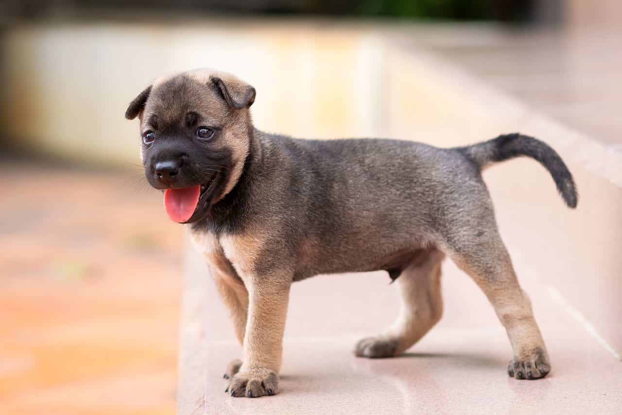 Nomi di cani femmine e maschi con la L