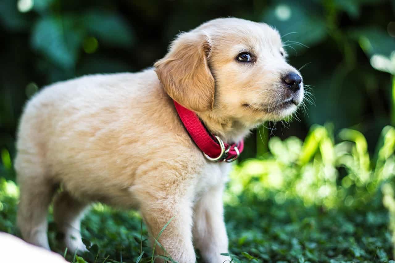 Nomi di cani e natura