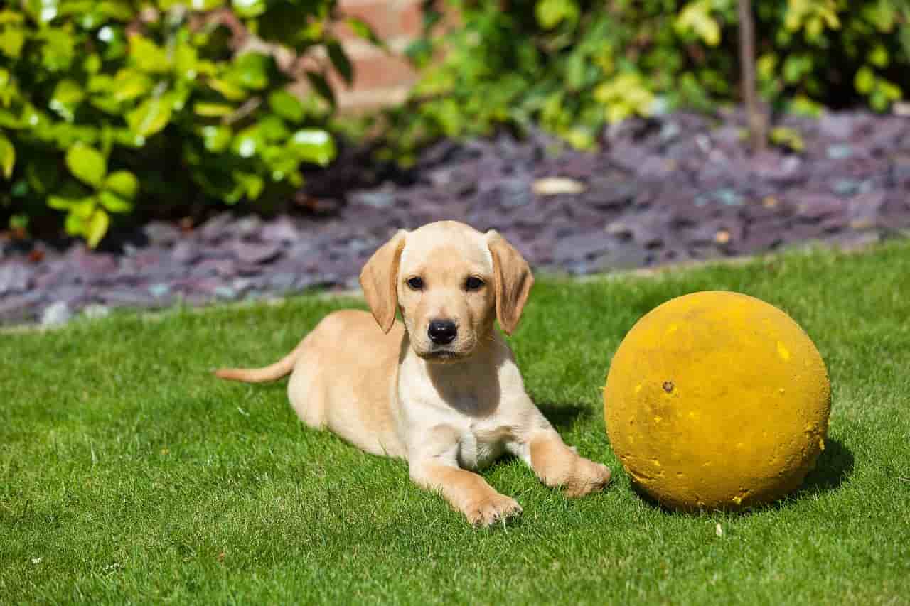 Nomi di cani femmine e maschi con la V