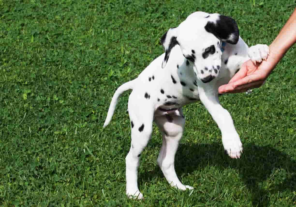 Nomi di cani femmine e maschi con la P