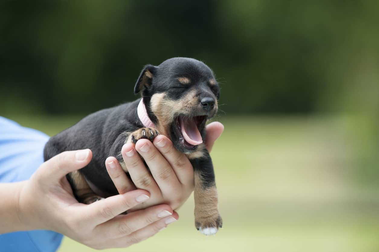 nomi di cani femmine e maschi con la G