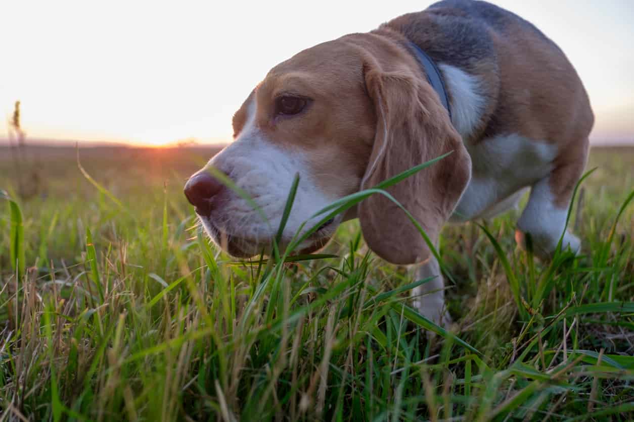 Il cane può mangiare l’erba gatta