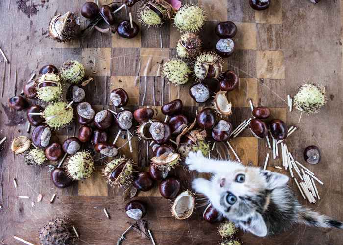 Il gatto puo mangiare castagne