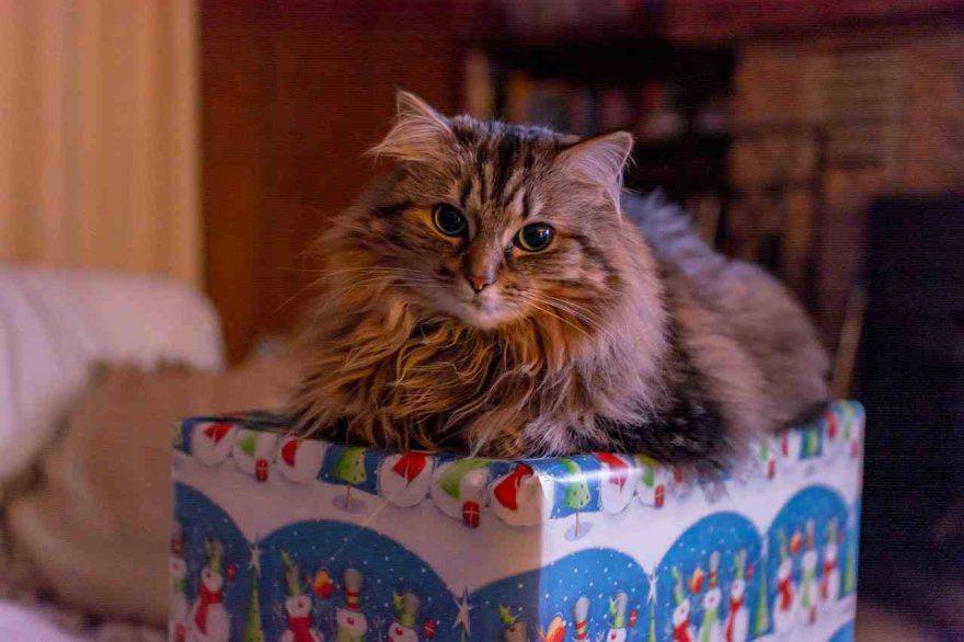 Regali di Natale per gatti a meno di 10 euro