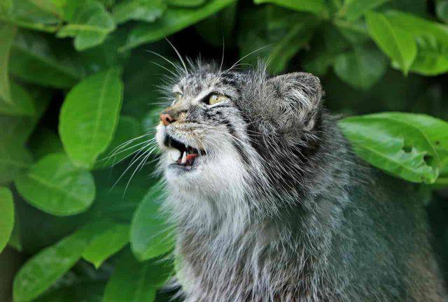 16 Anni Di Un Gatto A Quanto Corrispondono