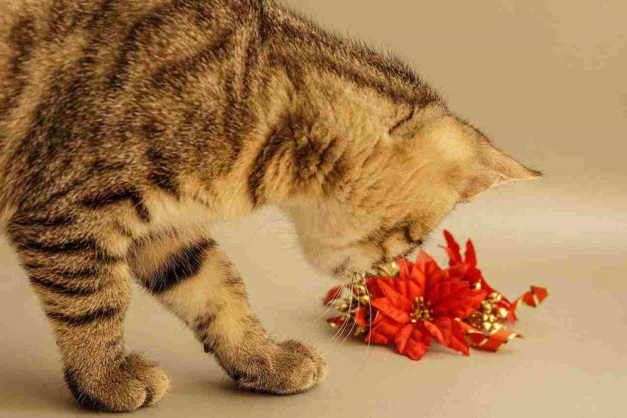 Il gatto ha mangiato la stella di Natale