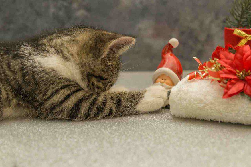 Stella Di Natale Gatti.Il Gatto Ha Mangiato La Stella Di Natale Rischi E Terapia