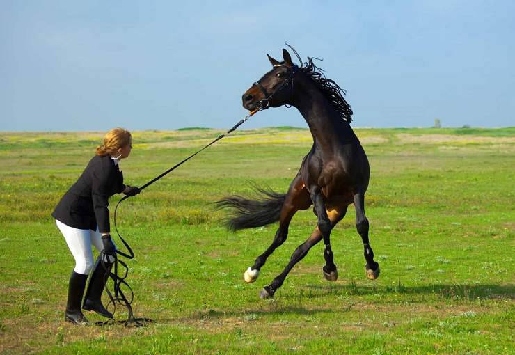 cavallo incidenti