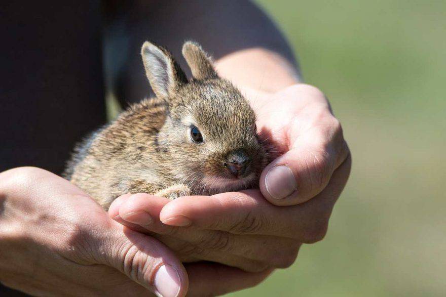 coniglio cucciolo