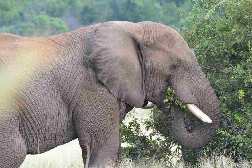 Elefante Cosa Mangia Dove Vive Caratteristiche E Curiosità