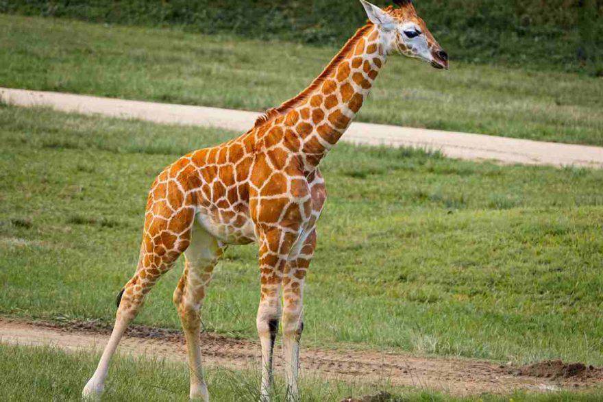 cucciolo di giraffa