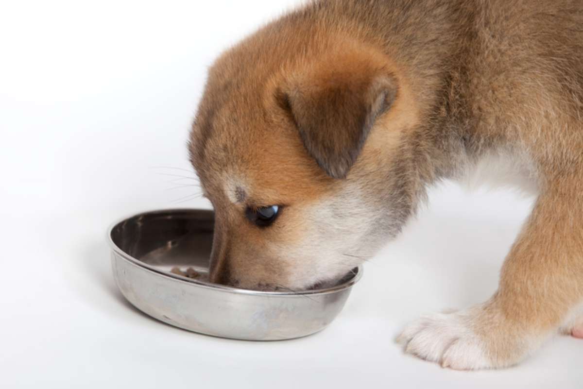 Gli alimenti naturali per il cane