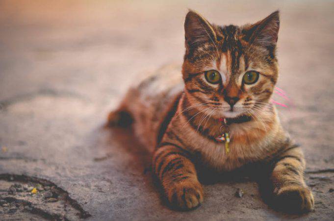 Proverbi E Modi Di Dire Sui Gatti Usi E Significati Che Riguardano I 