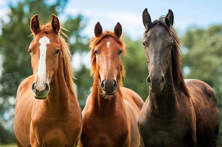 Quanto costa un cavallo e come e dove acquistarlo