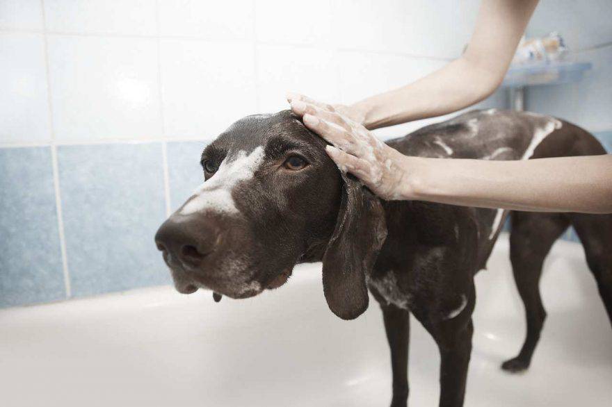 Primo bagno al cucciolo