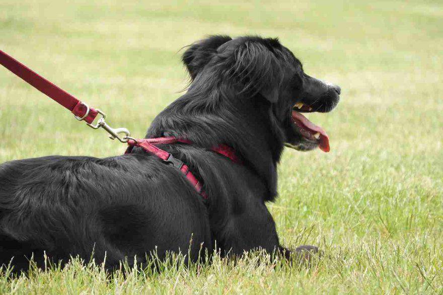 Malattia di Lyme nel cane