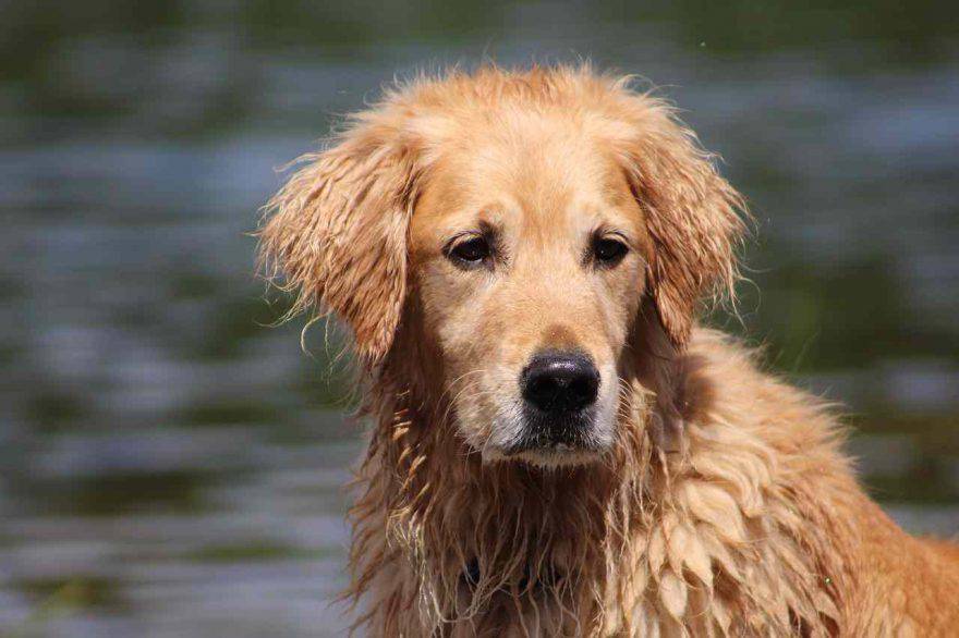 Malattia di Lyme nel cane