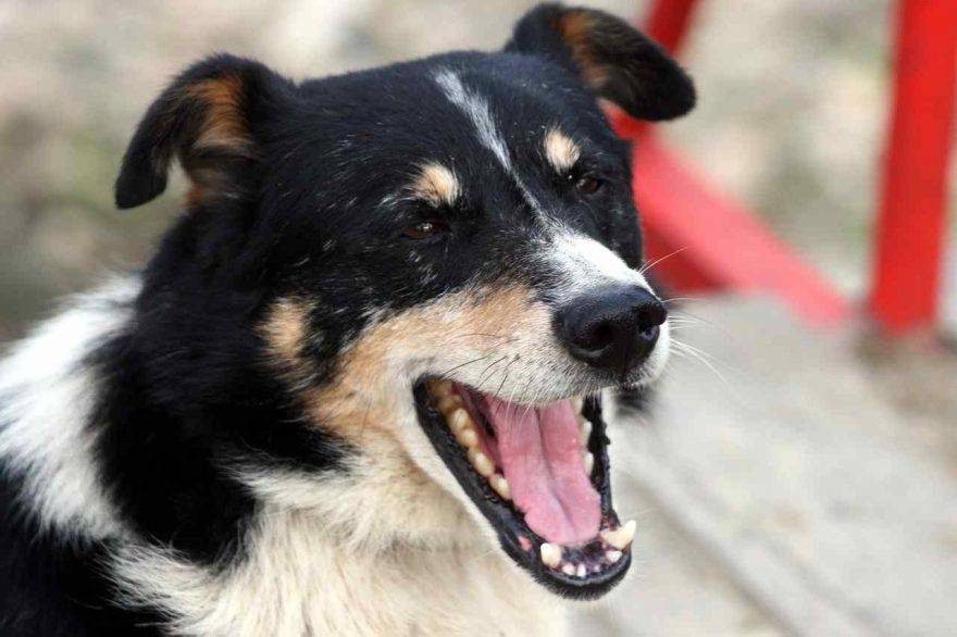 Cibi che combattono il tumore nel cane