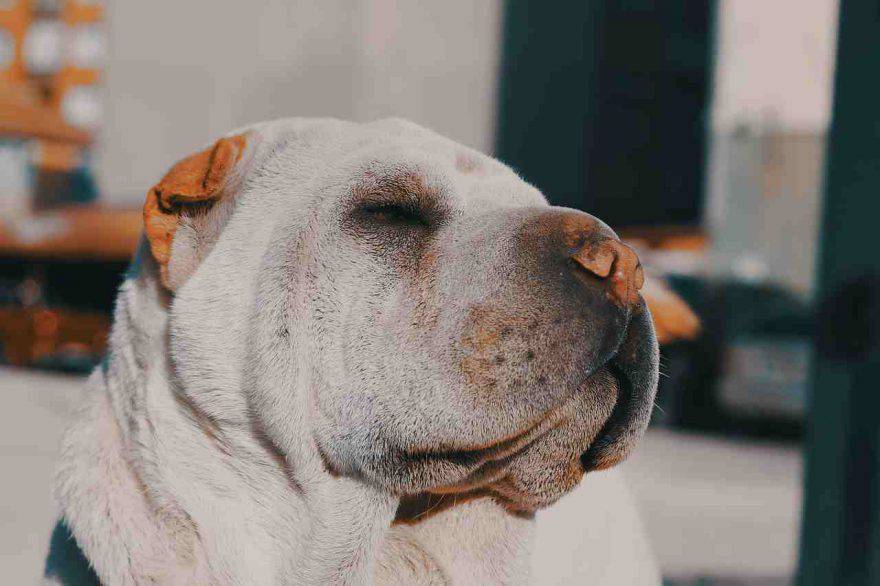 Cibi che combattono il tumore nel cane