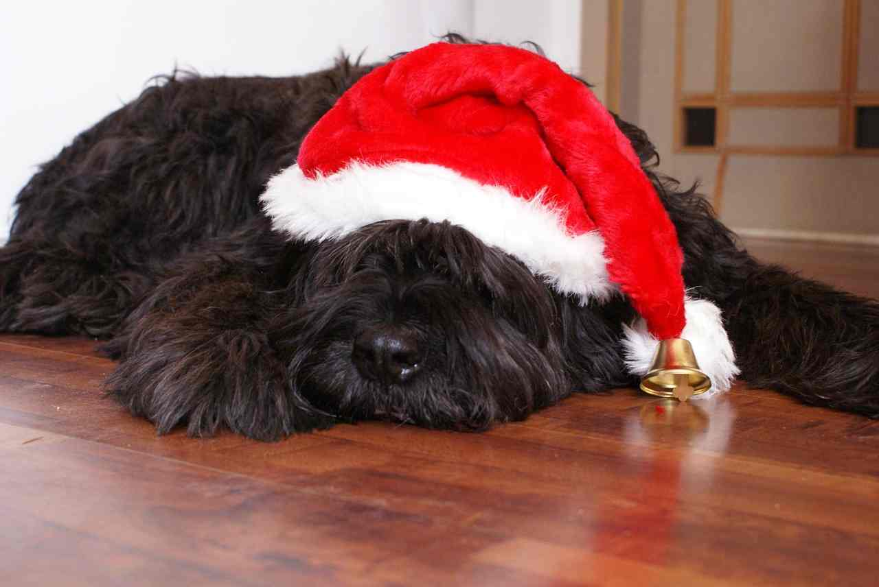 regali di natale per cani