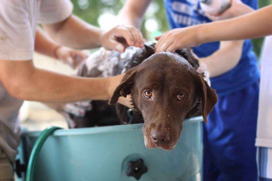 Lavare il cane con l'aceto