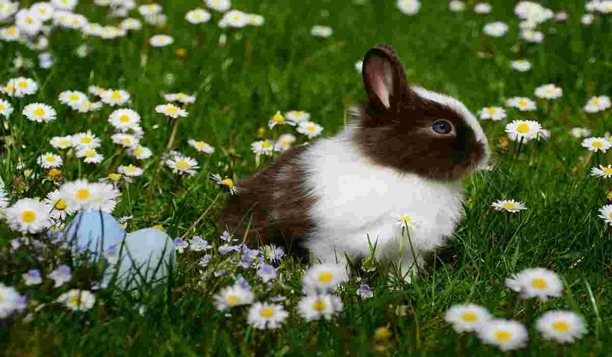 La dolce bellezza del coniglio (Foto Pixabay)
