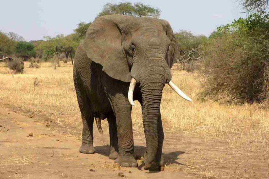 Elefante caratteristiche