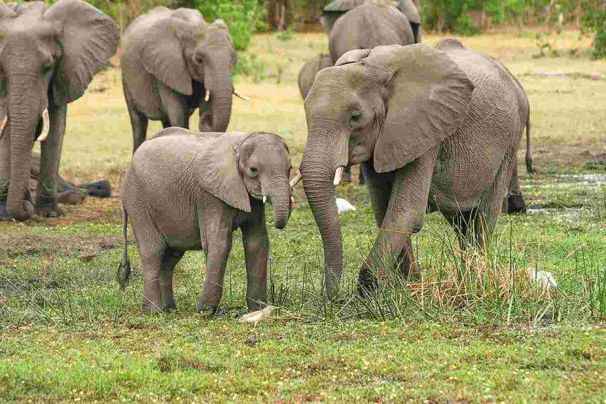 come nascono i cuccioli di elefante