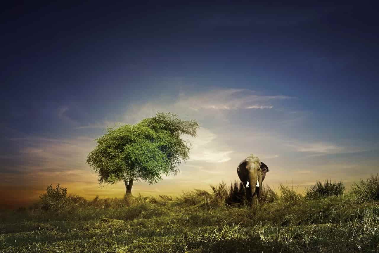 Elefante (Foto Pixabay)
