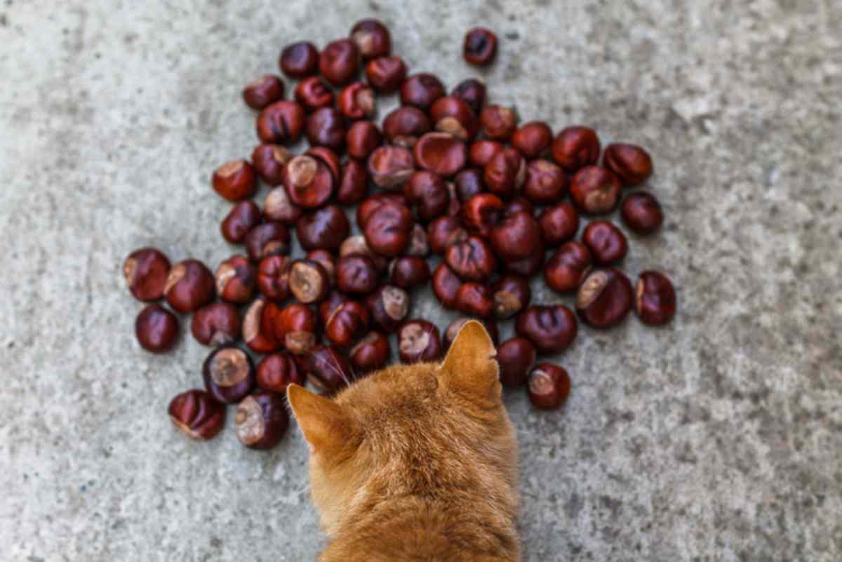 gatto puo mangiare castagne