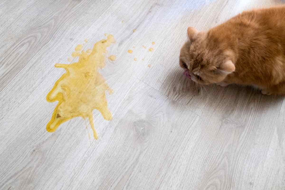 Reflusso gastroesofageo nel gatto: cause, sintomi e trattamento