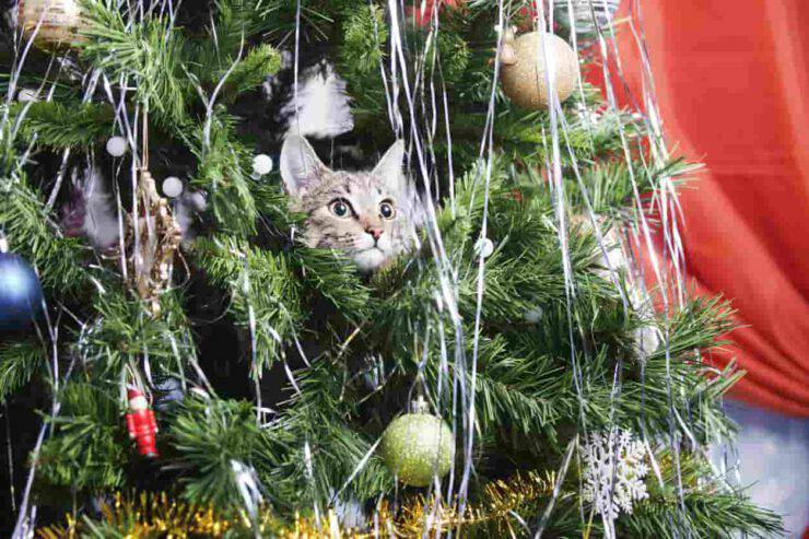 Gatto e albero di natale