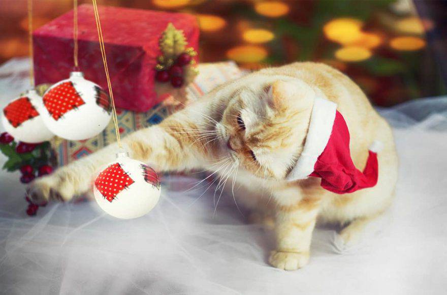 Gatto e pericoli di Natale