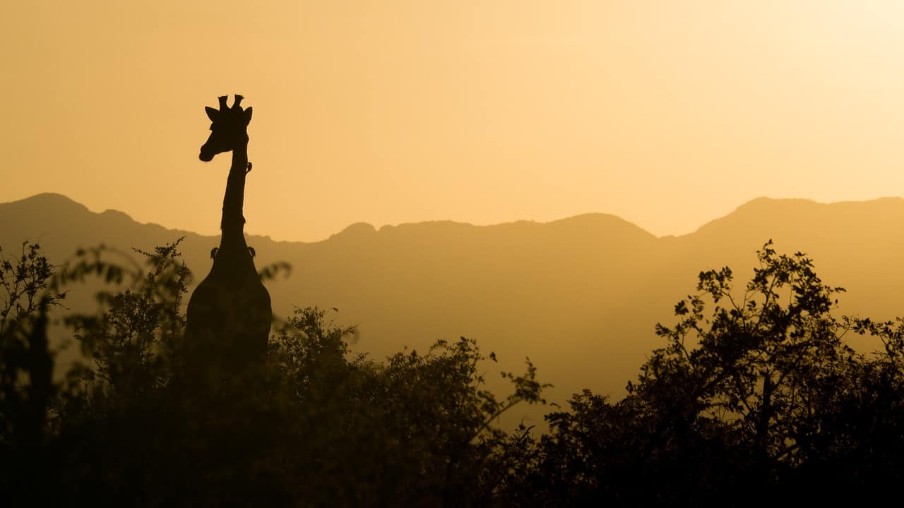 Giraffa al tramonto (Foto Pixabay)