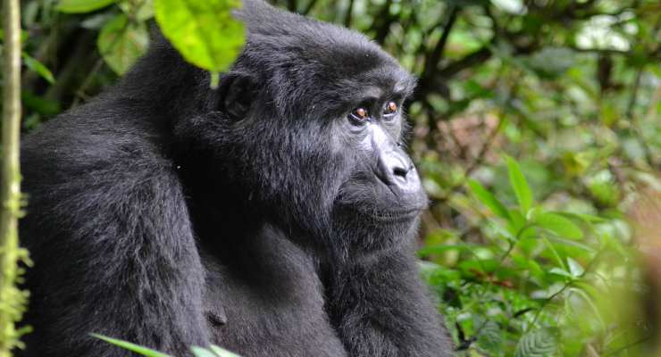 Il gorilla della montagna (Fonte Pixabay) 