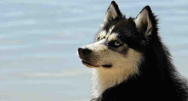 La bellezza dell'Husky Malamute (Foto Pixabay)