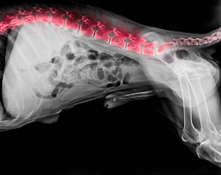 Problemi alla spina dorsale cane