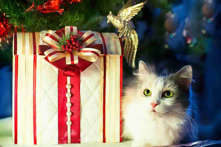 Regali di Natale per gatti