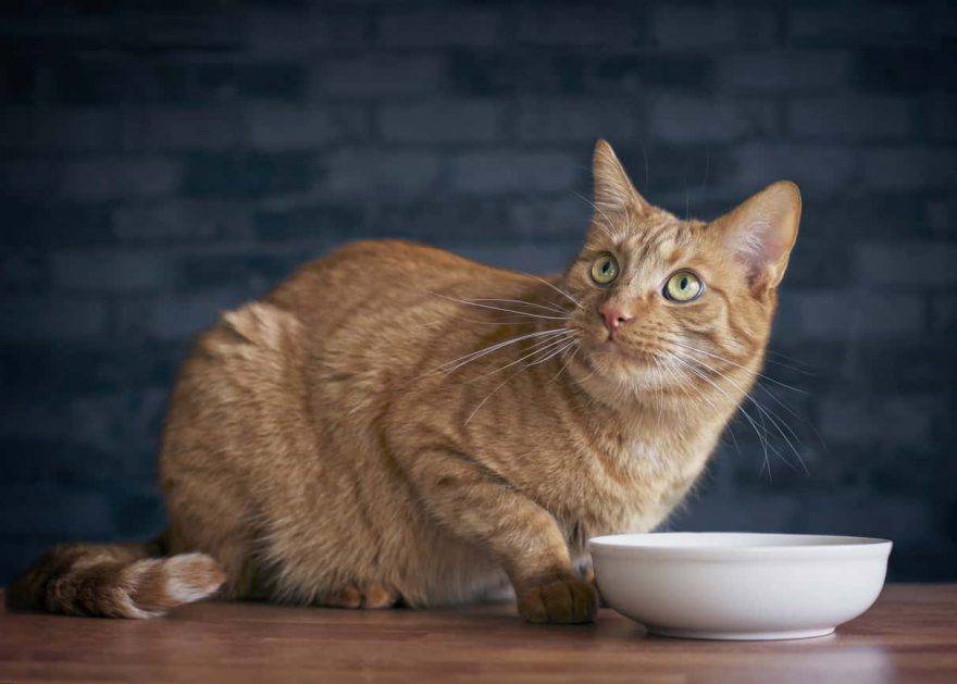 alimenti per gatti dannosi