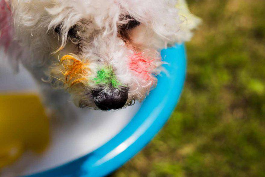 Il cane ha mangiato la cera