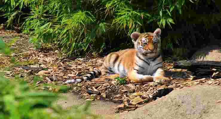 Tigre del Bengala (Foto Istock)